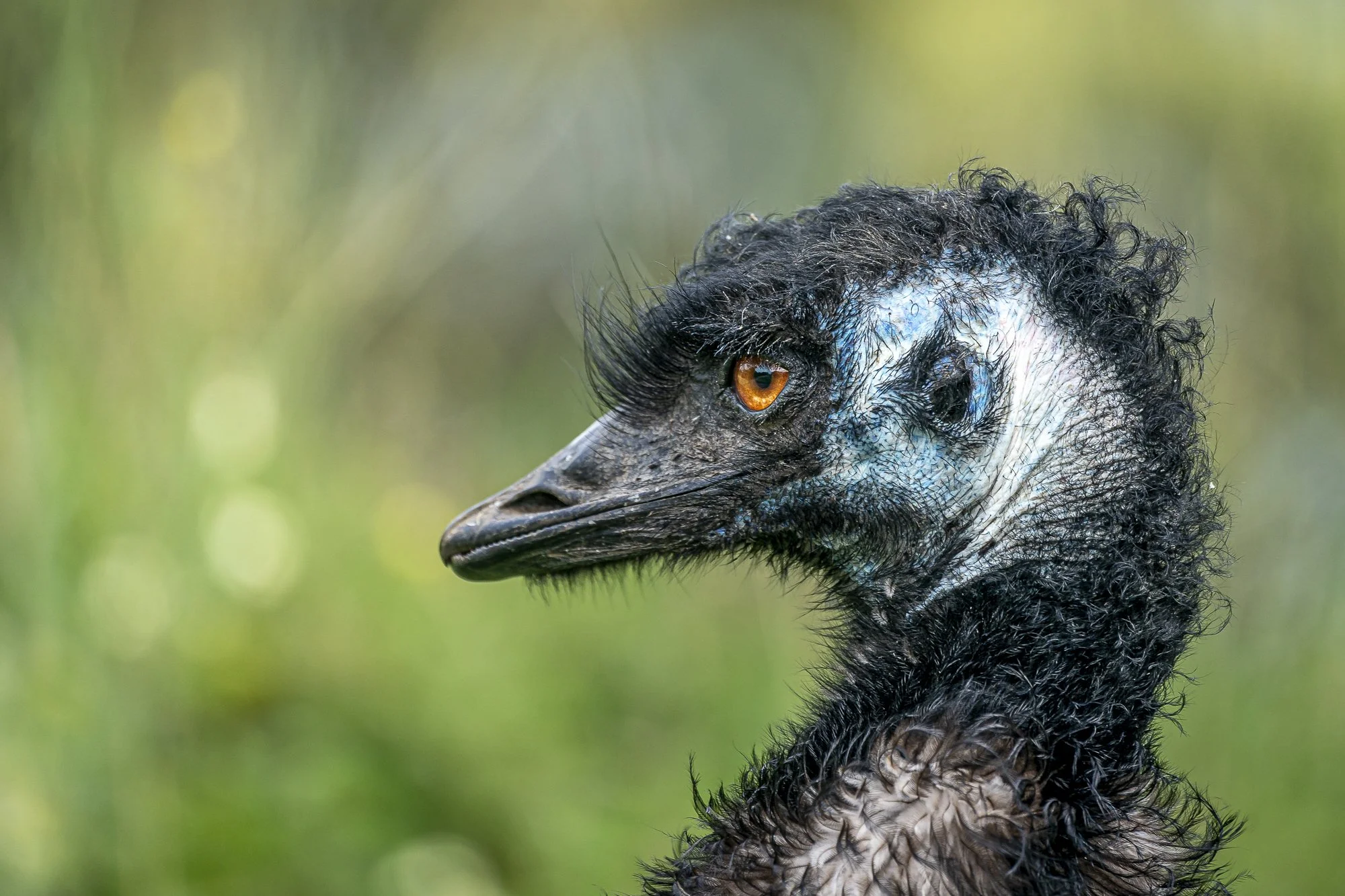 EMU Bird #11 emu_bb 黒板こけし 万博 EMU | 中空工房 - ケンエレファント